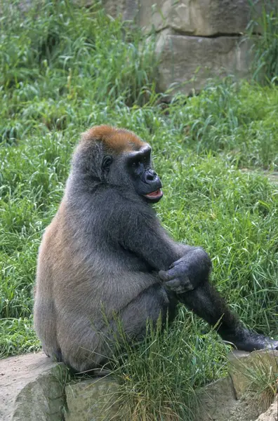 Macaco Bonito Posando Zoológico Vista Close — Fotografia de Stock
