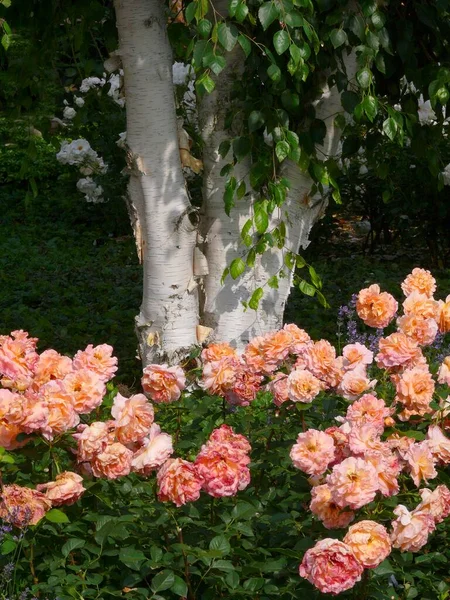 Розовый Сад Детской Береза Постельными Розами — стоковое фото