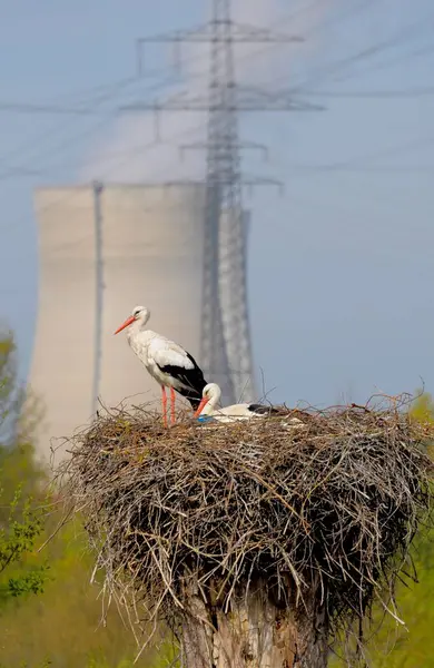 Nuclear Power Plant Philipsburg Shutdown Cooling Tower Stork Nest Storks — Stock Photo, Image