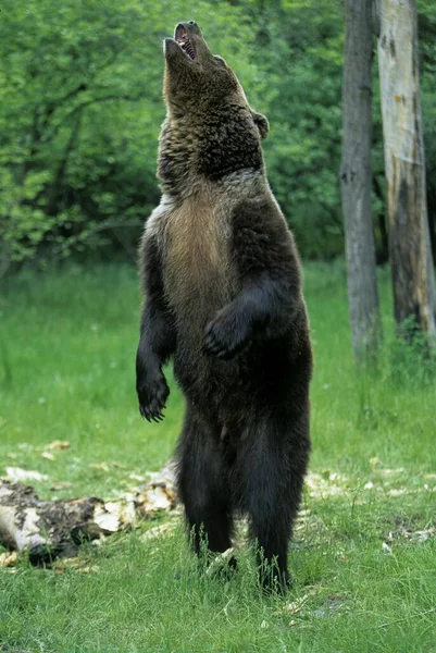 Grizzly Bear Ursus Arctos Horribilis Grisli Grisly Male Subspecies Brown — Stock Photo, Image