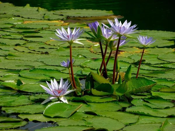 Vattenlilja Nymphaea Hybrid Blå Lotus Wilhelma Zoologisk Botaniska Trädgården Stuttgart — Stockfoto