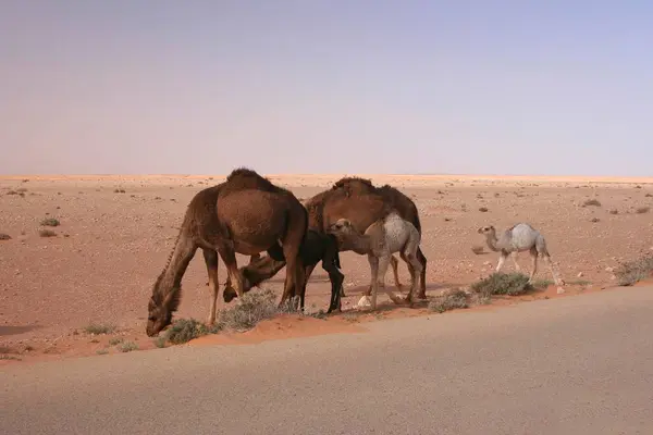 Dromedarios Con Animales Jóvenes Pastando Borde Carretera Darj Sebha Libia —  Fotos de Stock