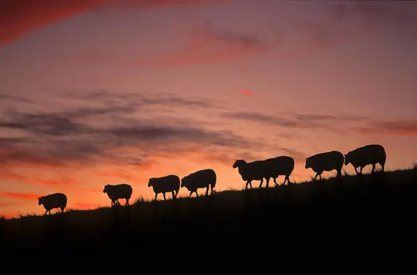 Země Ovce Domácí Ovce Stádo Ovcí Hrázi Severní Moře Severní — Stock fotografie