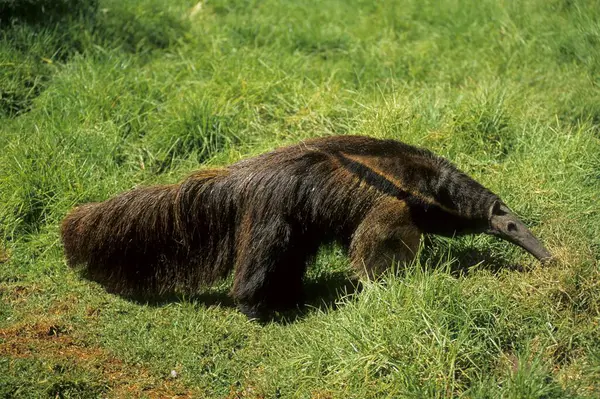 Anteater Gigante Myrmecophaga Tridactyla — Foto Stock