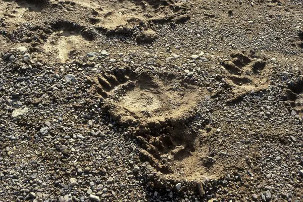 Foot, track of brown bear (Ursus arctos), brown bear Brown bear, track