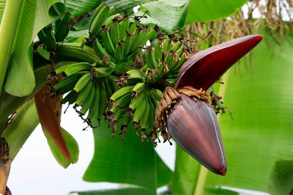 Banana (Musa) plant Banana plant sapientum fruit flower bloom Florida USA