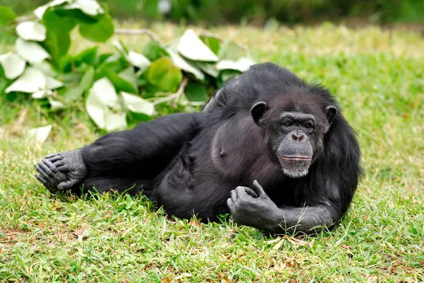 Bahçedeki Şempanze — Stok fotoğraf