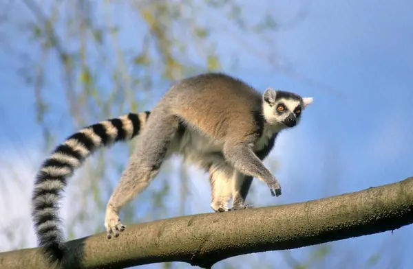 Lémurien Queue Cerclée Lemur Catta Demi Singe Zoo Lémurien Queue — Photo
