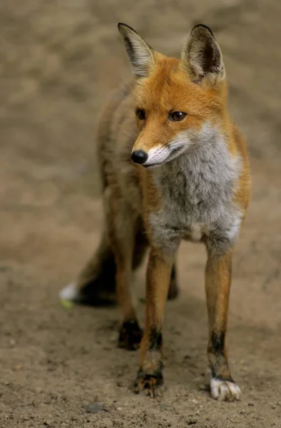 若い赤狐 ホンドギツネ キツネ属 — ストック写真