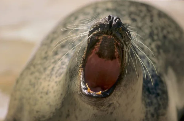 Pieczęć Przybrzeżna Phoca Vitulina Foka Zwyczajna Foka Otwartymi Ustami — Zdjęcie stockowe