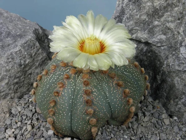 Astrophytum Asterias ทะเล Urchin แคคต — ภาพถ่ายสต็อก
