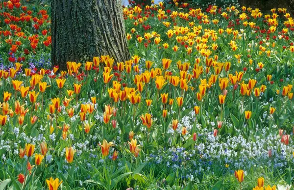 Тюльпановая Кровать Весной — стоковое фото