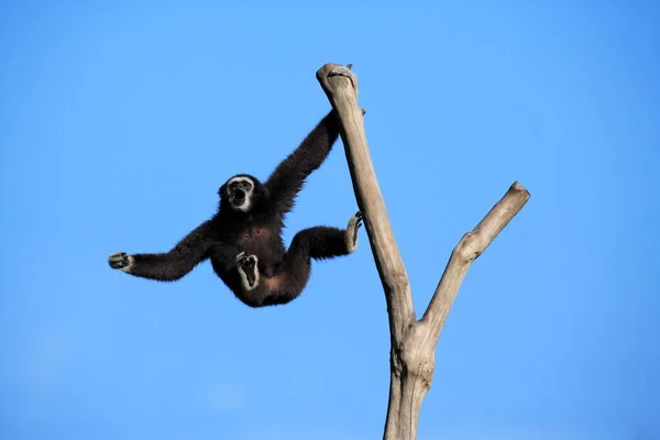 Gibbon Mains Blanches Hylobates Lar Adulte Suspendu Sur Arbre Appelant — Photo
