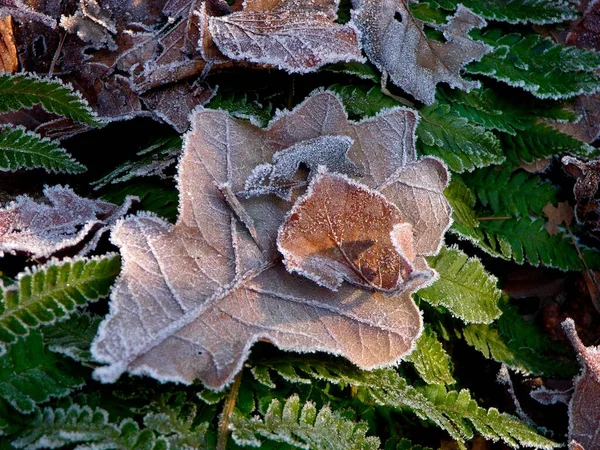 Fern Hoarfrost Oak Leaf Hoarfrost — Stock Photo, Image