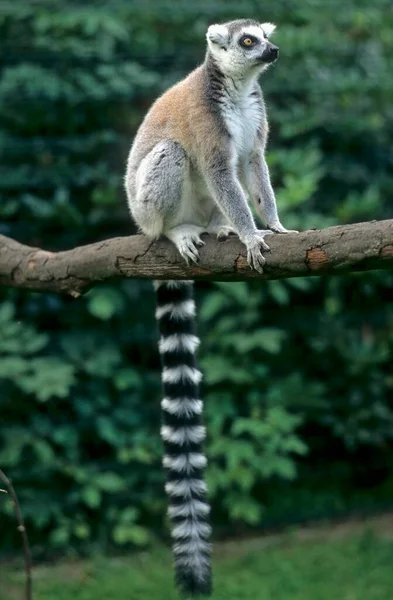 Lémurien Queue Cerclée Lemur Catta Demi Singe Zoo Lémurien Queue — Photo
