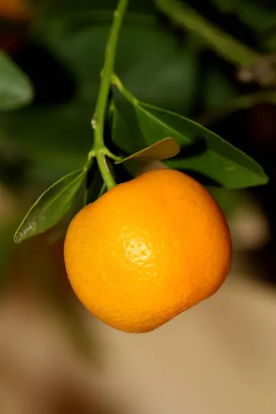 Dwarf Orange Close — Stock Photo, Image
