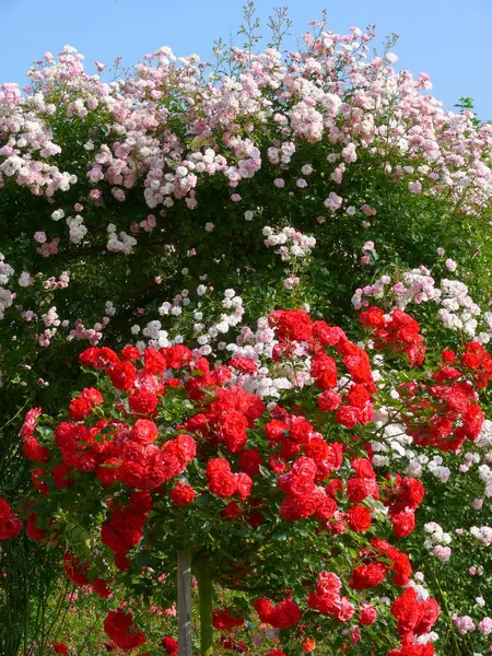 Jardín Rosas Oberderdingen Arco Rosa Con Rosal —  Fotos de Stock