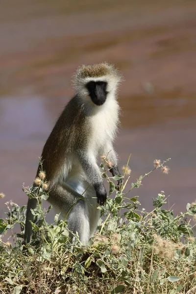 Vervet Monkey Cercopithecus Aethiops — стоковое фото