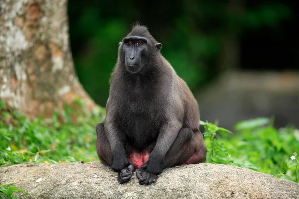 Celebes Crested Macaque Macaca Nigra Celebes Borneo Adulto Femminile Seduto — Foto Stock