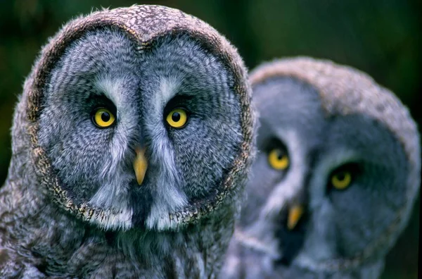 Great Grey Owl Strix Nebulosa Pair — Stock Photo, Image