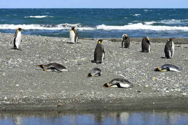 Pingwiny Królewskie Aptenodytes Patagonicus Kolonia Żwirowym Brzegu Bahia Inutil Parque — Zdjęcie stockowe