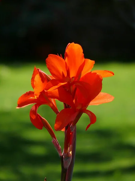 Canna Red Flowering Flower Cane Canna Hybrid — Stock Photo, Image