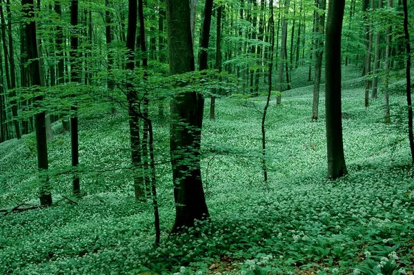 ラムソン アルリウムウランシン ミッセンゲン 北斜面 スワビアン アルバーデン ヴュルテンベルク近くの落葉樹林に大きなスタンド — ストック写真