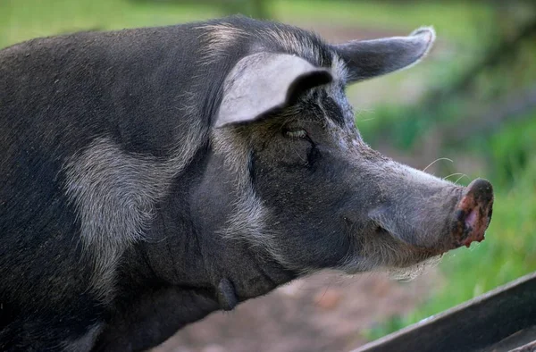 Dánské Sortbroget Prase Bell Pig — Stock fotografie