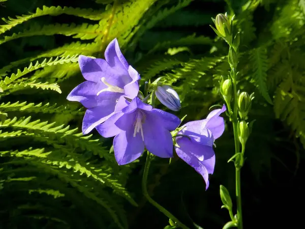 Bluebells Campanula Flowering Garden Fern Latifolia — Stock Photo, Image