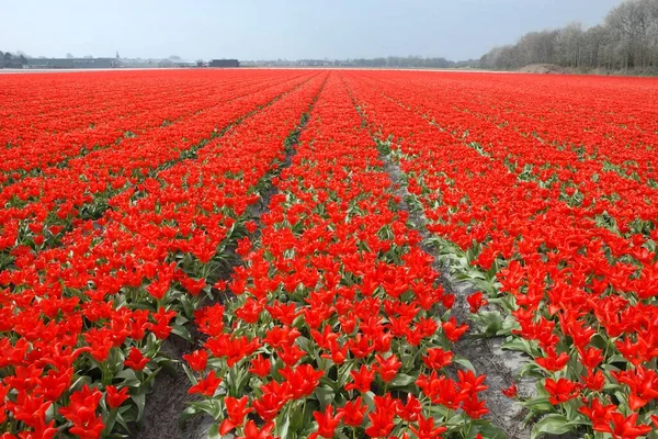 Тюльпани Поле Нідерланди Холланд Кіхоф — стокове фото