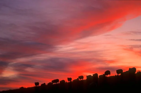 乡村羊 羊群在堤坝 北弗里斯兰 — 图库照片