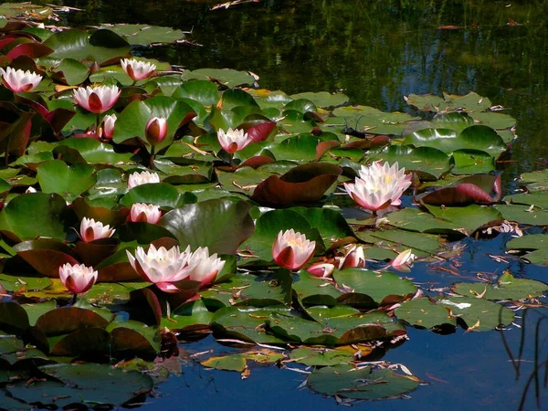 Nymphaea Hybrid Gladstoniana Biotope Water Lily Pond European White Water — Stock Photo, Image