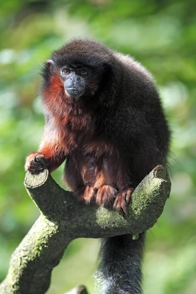 Titi Barriga Vermelha Callicebus Moloch América Sul Adulto Árvore Macaco — Fotografia de Stock