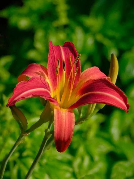 Day lily, orange day-lily (Hemerocallis fulva), also brown-red day lily or signalman-day lily, Day lily, yellow-red day lily, also puce day lily or signalman-day lily