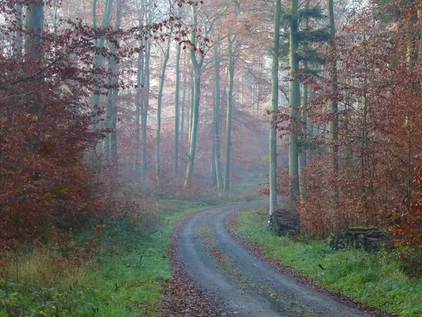 Maulbronn Sonbaharda Renkli Yaprak Döken Orman Sisli Orman Yolu — Stok fotoğraf