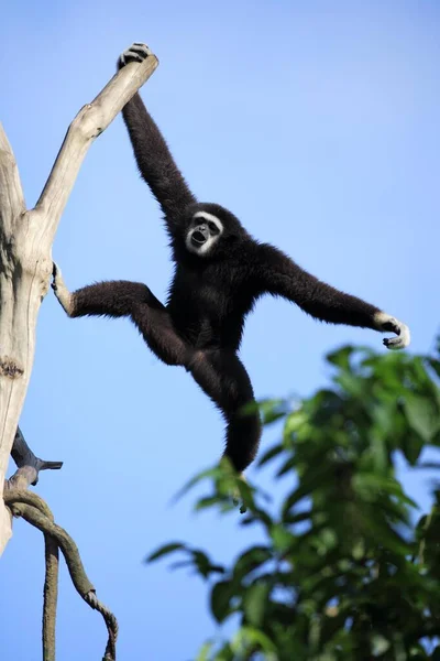 Gibón Mano Blanca Hylobates Lar Adulto Colgado Árbol Llamando Gibbon —  Fotos de Stock