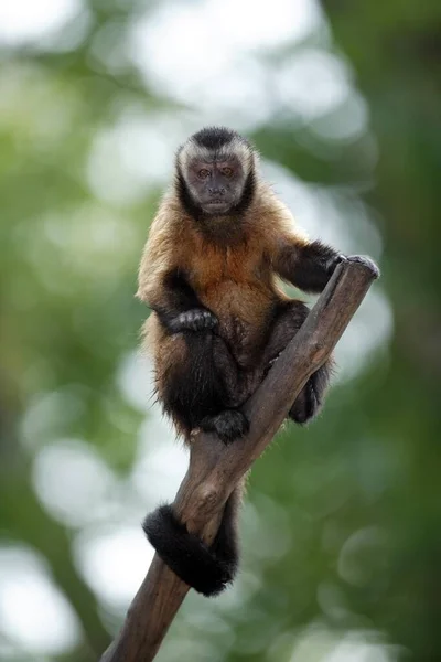 Бурый Капуцин Обезьяна Cebus Nigrivittatus Взрослый Дереве Weper Capuchin Южная — стоковое фото