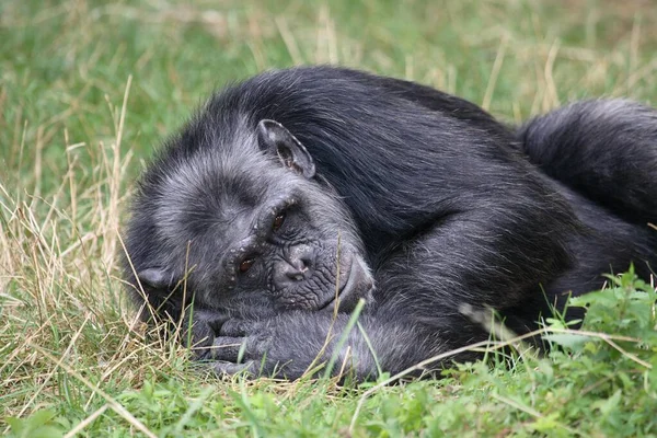 Szympans Zwyczajny Pan Troglodyty Szympans — Zdjęcie stockowe