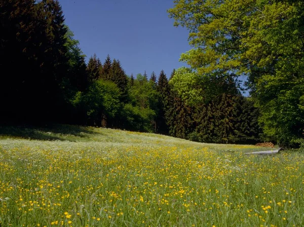 Blühende Wiese Waldrand Frühlingswiese Wildblumen Wildkräuter Blühende Wiese Waldrand Frühlingswiese — Stockfoto
