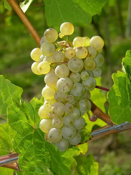Dojrzałe Winogrona Białe Winorośli — Zdjęcie stockowe
