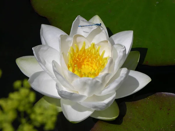 Υβρίδιο Gladstoniana Water Lily Nymphaea — Φωτογραφία Αρχείου