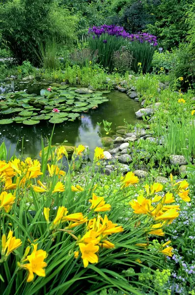 Iris Flores Jardín Verano — Foto de Stock