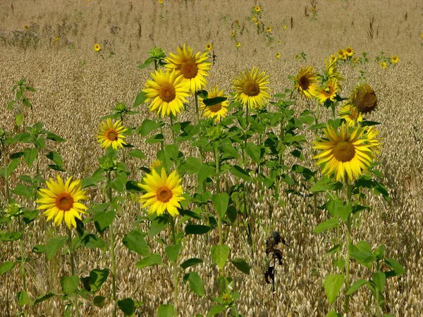 Sunflowers Helianthus Annuus Oat Avena Sativa Field Sowing Oat Sunflowers — Stock Photo, Image