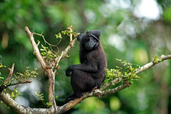 Celebes Crested Macaque Macaca Nigra Celebes Borneo Juvenil Árbol Celebes —  Fotos de Stock