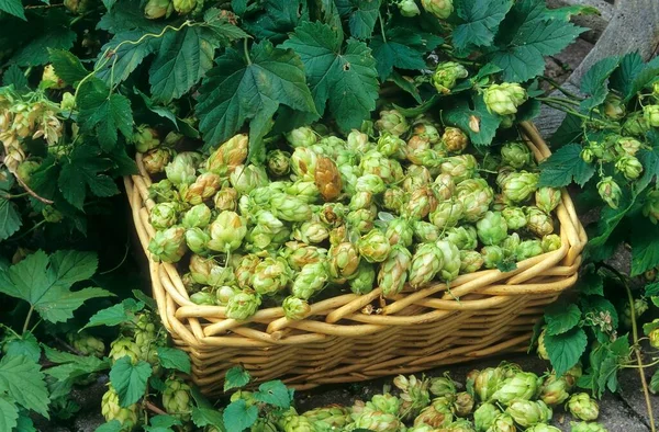 stock image Common hop (Humulus lupulus)