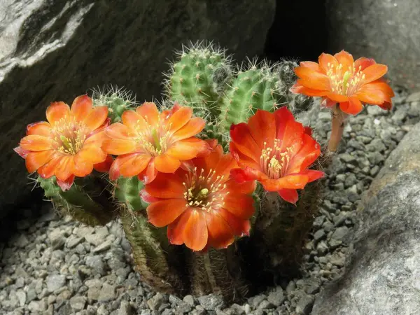 Rebutia costata, cactus, cactus plant with blossoms, cactus, cactus plant with blossoms