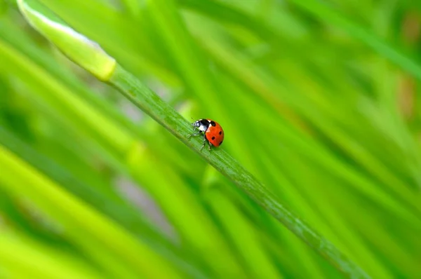 Ladybirds Sur Feuilles Lis Dans Jardin — Photo