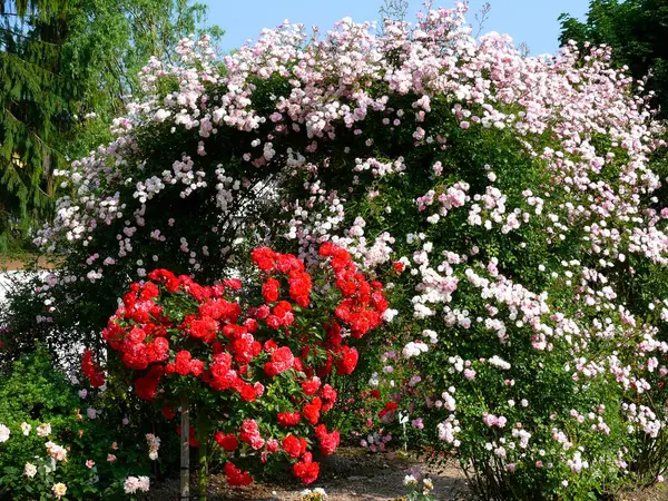 Ogród Różany Oberderdingen Łuk Różany Drzewem Różanym — Zdjęcie stockowe