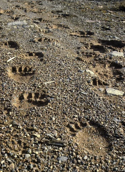 Foot, track of the brown bear (Ursus arctos), brown bear