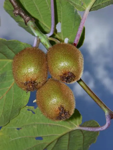 Kivi Syn Aktinidia Chinensis Meyve Ağacında Kiwifruit Actinidia Deliciosa — Stok fotoğraf